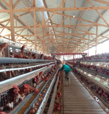 Peternak Ayam Petelur Nasional “Siaga”, Investasi Asing Dikhawatirkan Tekan Peternak Rakyat